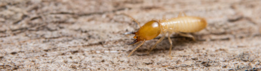 Descupinização 24 Horas 24 HORAS